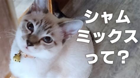 シャムミックス猫の魅力【特徴や性格】 かれんともみじの「快適猫暮らし」