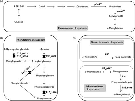 Pathways For L Phenylalanine 2 Phenylethanol And Trans Cinnamate