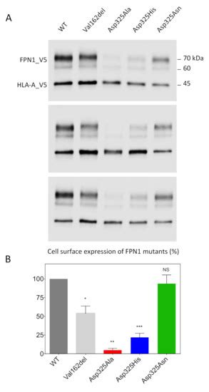 Ijms Free Full Text Insights Into The Role Of The Discontinuous Tm7