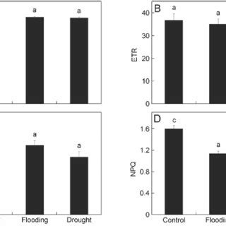 Maximum Quantum Yield Of Photosystem Ii F V F M A Electron