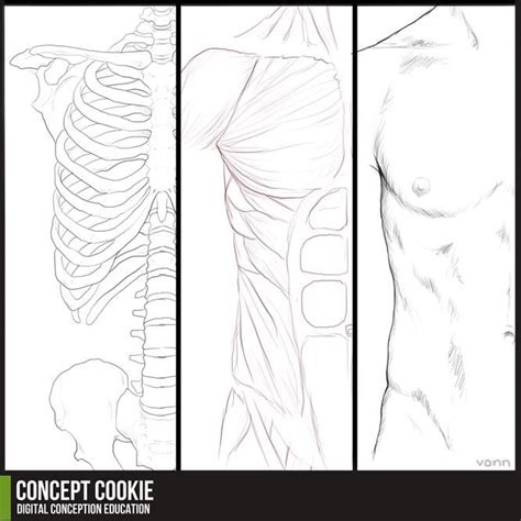 Anatomy Resource Male Upper Body By Cgcookie On Deviantart Human