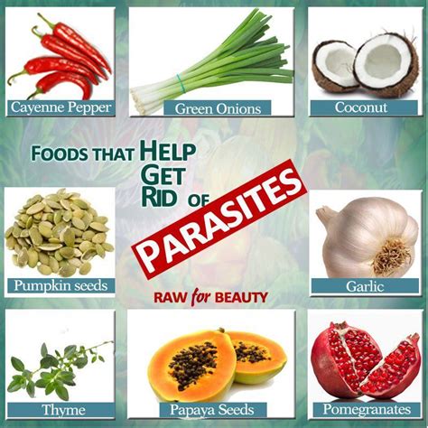 Herbal Remedies For Parasites In Humans