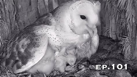 Barn Owl Nest ep 101Lechuzas en el nido DIRECTO Cámara 38 Ávila