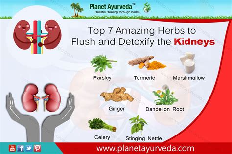 Top 7 Amazing Herbs To Flush And Detoxify The Kidneys