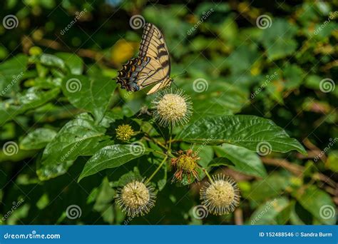 Yellow Swallowtail Butterfly on a Plant Stock Photo - Image of nature ...