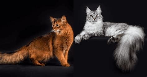 Cat Breeds Known For Their Fluffy Tails