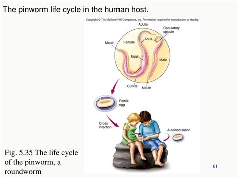 Chapter 5 Topics Eucaryotes External Structures Internal Structures Ppt Download