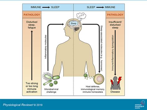 Sleep And Immune Health Maria Mind Body Health