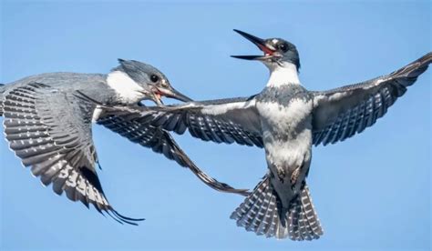 Belted Kingfisher Male vs. Female: Striking Differences! - Spark Lark