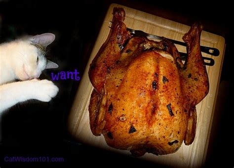 Can Cats Eat Turkey & Thanksgiving Gratitude | Cat Wisdom 101