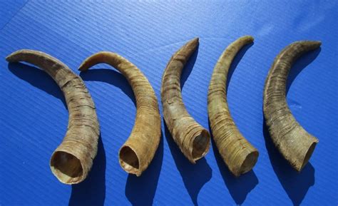 8 To 12 Inches Wholesale Small African Natural Goat Horns 200 Each