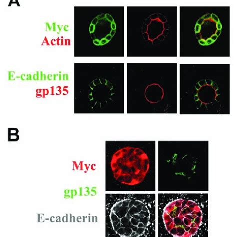 Effects Of Myc Lin 2pals1 Pdz Chimera Expression On Apico Basal Download Scientific Diagram