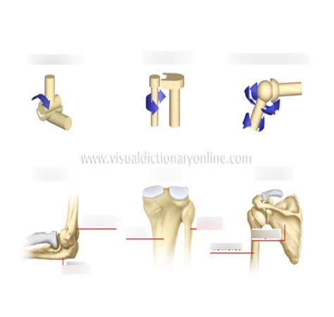 Joint Types Diagram | Quizlet