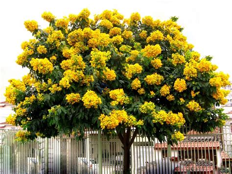 Rvores Para Cal Ada Tipos Frut Feras Boa Sombra Flores