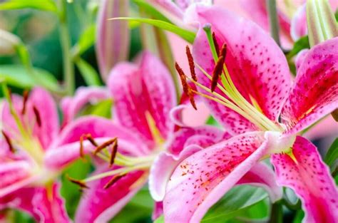 Ultimate Guide to Stargazer Lilies Meaning and Symbolism - Petal Republic