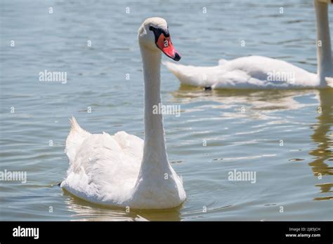 Anmutiger weißer Schwan der im See schwimmt Schwäne in freier