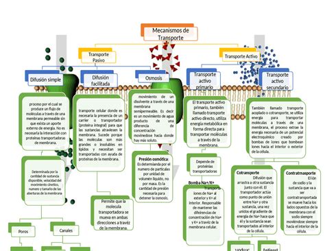 Mapa Conceptual Sobre Mecanismos De Transporte Celular Esquemas Y Mapas Conceptuales De