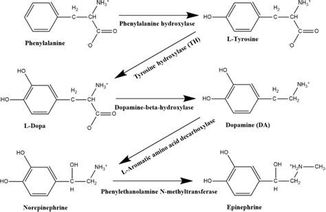 Phenylalanine Pathway