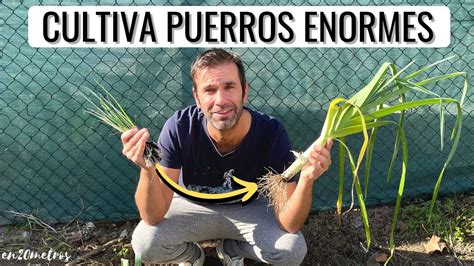 CULTIVA PUERROS ENORMES DE FORMA FÁCIL consejos cultivo como plantar