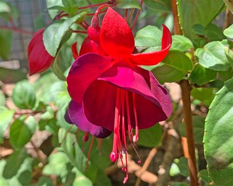 Fuchsia Upright Hybrids Gardensonline