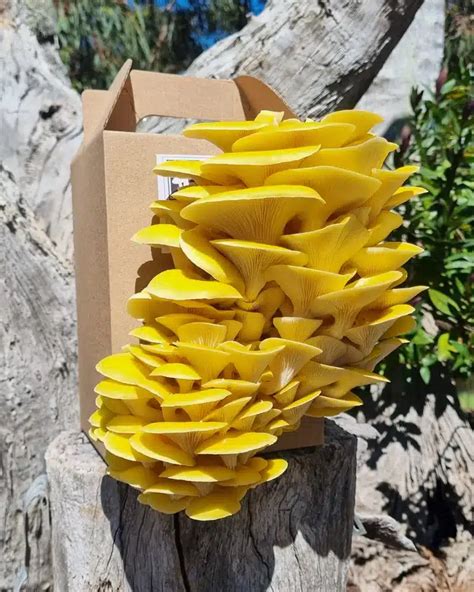 Yellow Oyster Mushroom Grow Kit The Food Lovers Marketplace