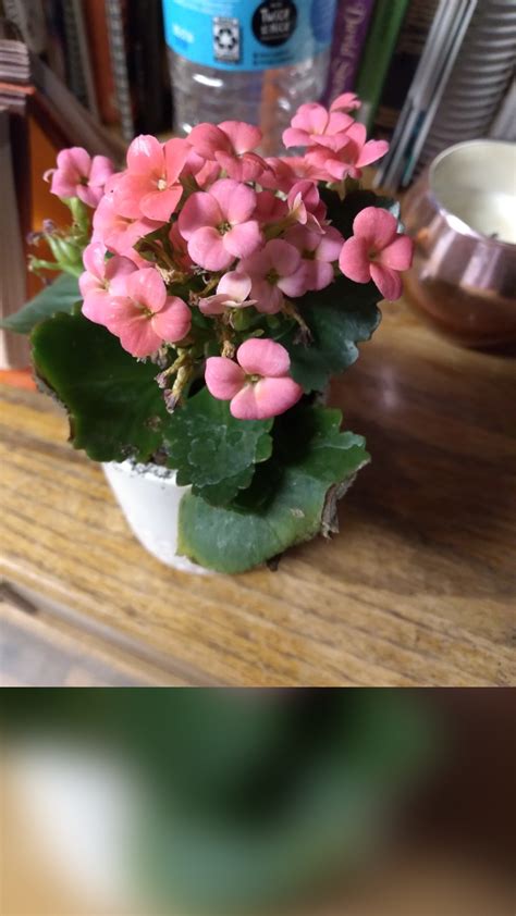 First Pink Kalanchoe 💗 Violets Plants