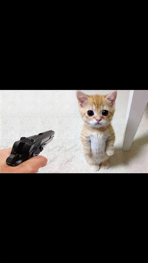 Funniest Cat And Dogs 😂 Funny Animal Videos One News Page Video