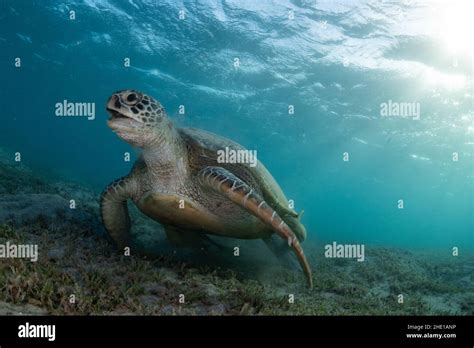 A Green Sea Turtle Chelonia Mydas An Endangered Species Of Reptile