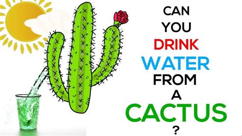 Can You Drink Water From A Cactus Safe Or Not Mitcityfarm