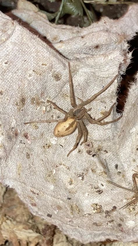 Anyone know what species of spider this is? : r/whatbugisthis