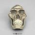 Australopithecus Africanus Cranium Sts Mrs Ples With Reconstructed