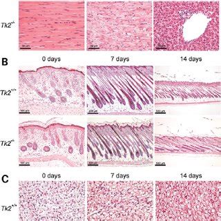 Histological analysis of tissues from Tk2-deficient mice. ( A ... 