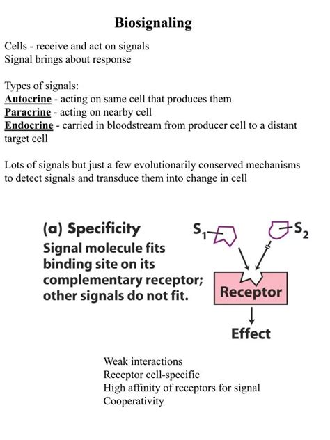 Ppt Biosignaling Powerpoint Presentation Free Download Id3003419