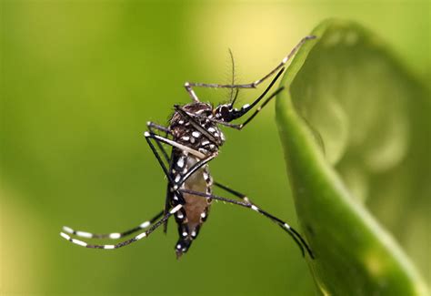 Exhortan a evitar proliferación de mosquito transmisor del dengue en