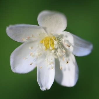 Bildet Hvit Blomst Anemone Gr Nn Flora Anlegg Wildflower Blad