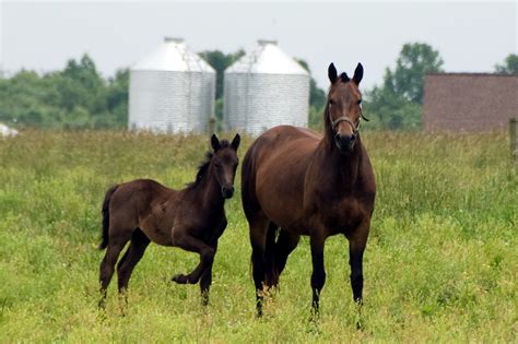 Morgan Horse Breed Characteristics, Health & Nutrition Guide | Mad Barn