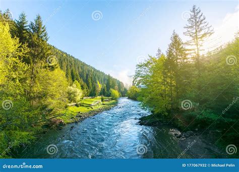 Mountain River On A Misty Sunrise Stock Photo Image Of Forest Park