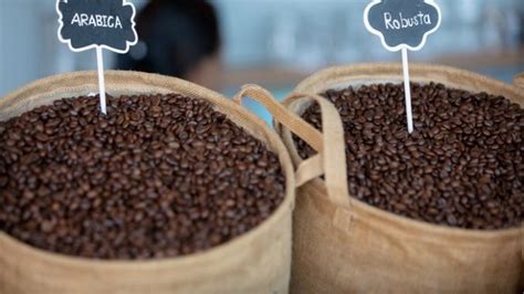 Kopi Arabika vs Kopi Robusta, Mana yang Lebih Nikmat ? - Kopi Petani