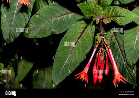 Russelia Equisetiformis The Fountainbush Firecracker Plant Coral