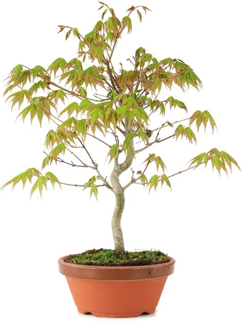 Acer palmatum, 24 cm, ± 8 years old - Bonsai Plaza