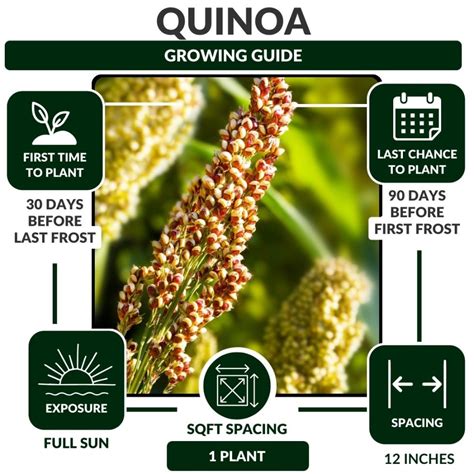 Quinoa Growing Guide Limitless Growth