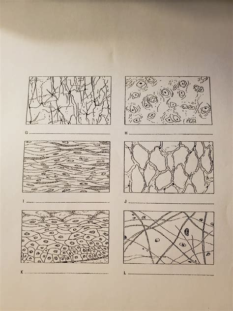 Tissue Types Diagram | Quizlet