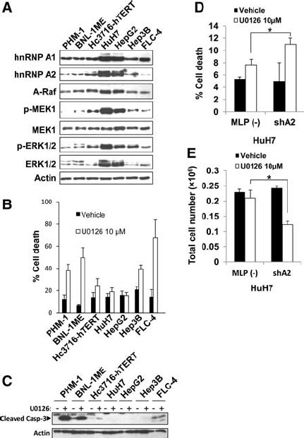 Sensitivity Of Hcc Cells To Mek Inhibitor Induced Apoptosis Download Scientific Diagram