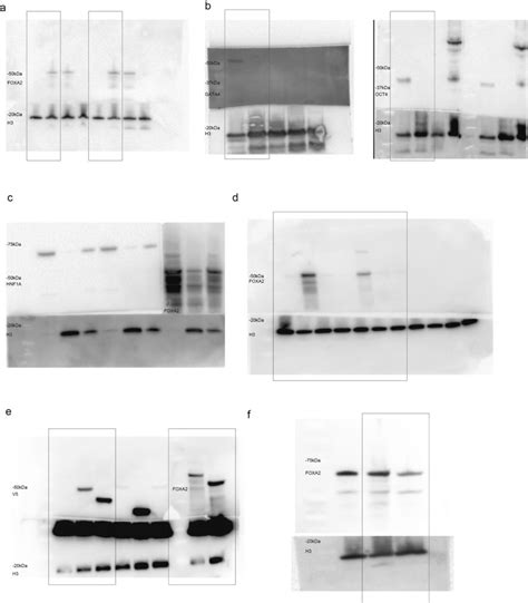 Full Western Blots A Full Western Blot Of BJFOXA2 Clonal Cell Lines