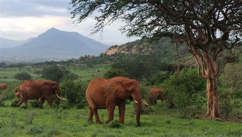 Tsavo West Amboseli Day Safari From Mombasa By Road Kenya