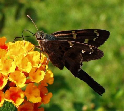 Long Tailed Skipper Bugguide Net