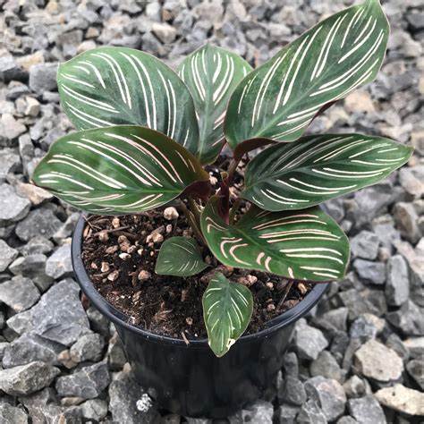 Calathea ornata - Pinstripe Prayer Plant (4.5" Pot) | Little Prince of