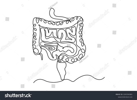 Single One Line Drawing Intestines Anatomy Stock Vector (Royalty Free) 2243342961 | Shutterstock