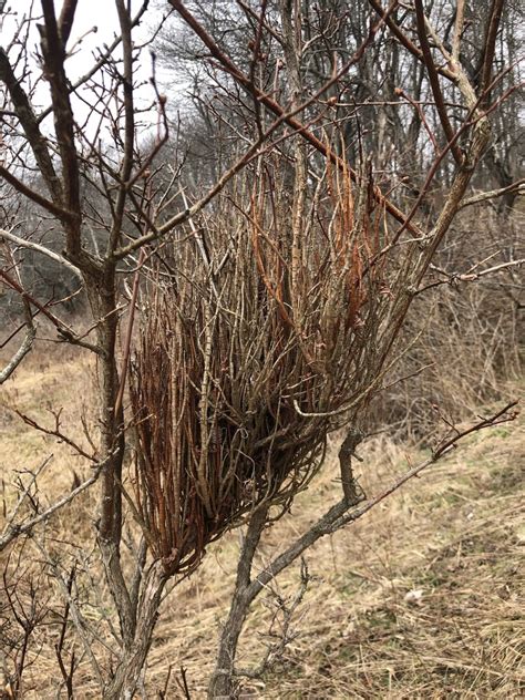 Huckleberry Broom Rust Fungus From Catskill Park Livingston Manor Ny