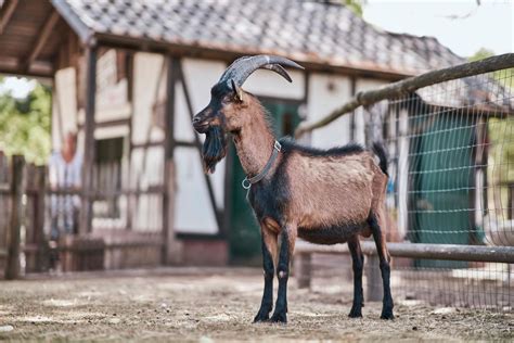 Hennes: The Mascot of 1. FC Köln | 1. FC Köln